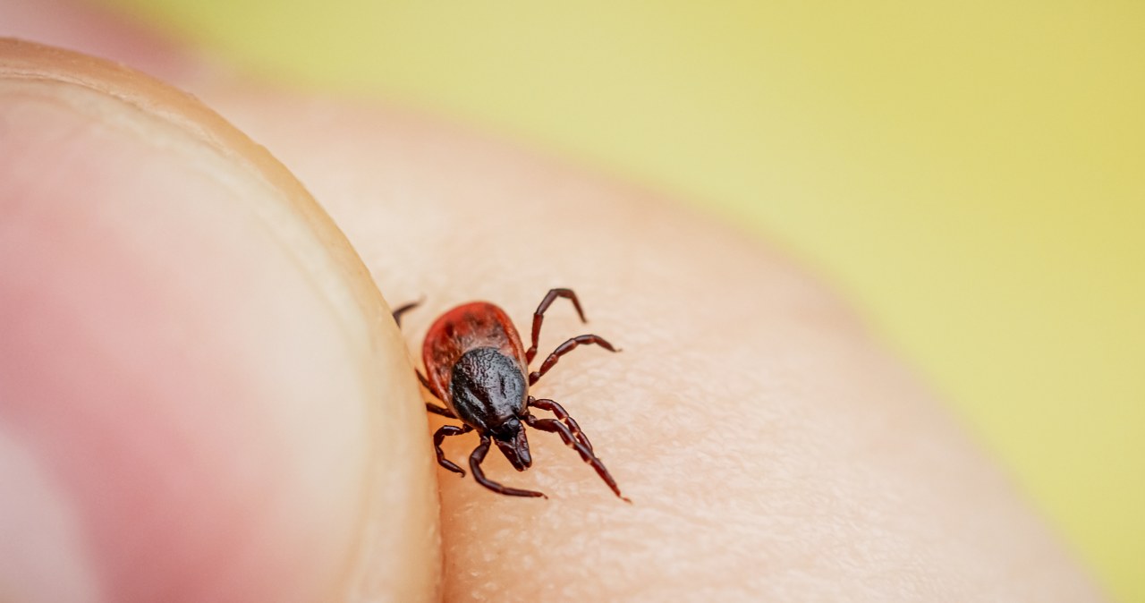 Nowa choroba przenoszona przez kleszcze. Może być zagrożeniem dla ludzi