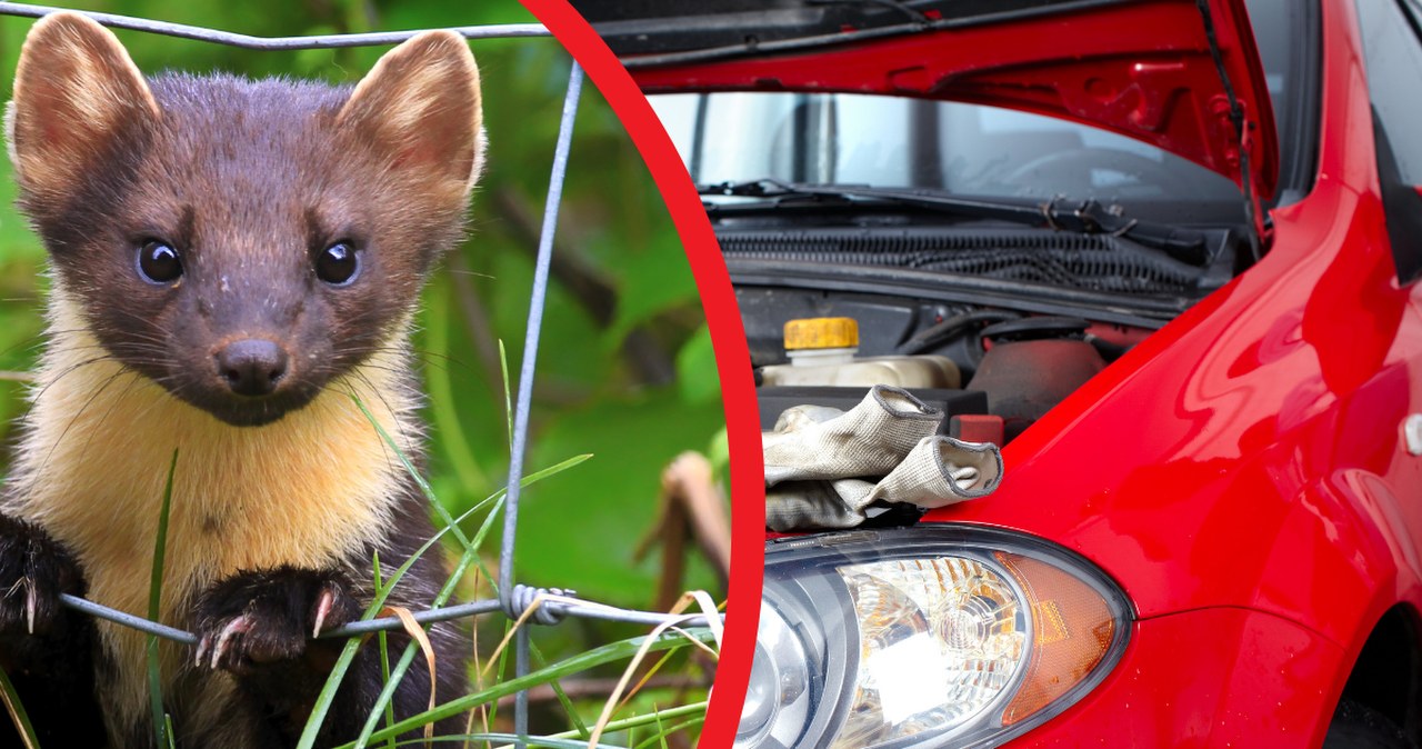 Kuny boją się tego jak ognia. Prosty trik robi furorę w Europie