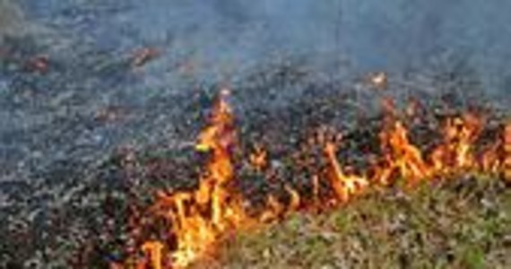 Ponad 80-letni mężczyzna zginął w pożarze traw w miejscowości Bieździadka na Podkarpaciu - poinformował rzecznik prasowy podkarpackich strażaków bryg. Andrzej Betleja.

