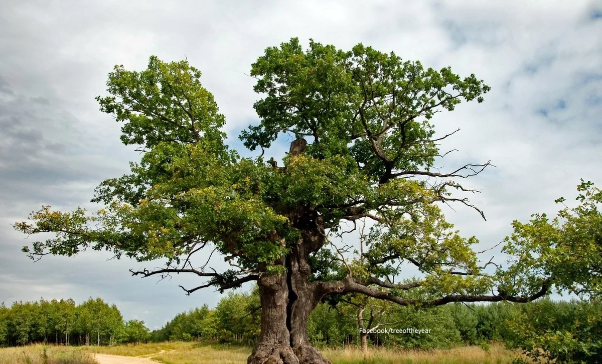 Dąb Dunin, który od 400 lat rośnie na skraju Puszczy Białowieskiej został wczoraj Europejskim Drzewem Roku 2022. Prestiżowy tytuł drugi raz został przyznany drzewu, które rośnie w Polsce.