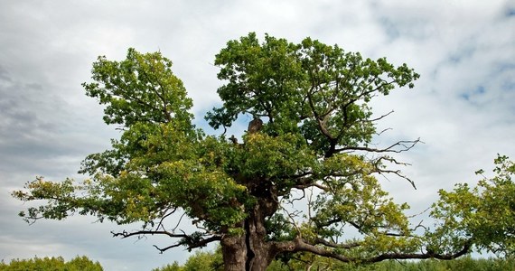 Dąb Dunin, który od 400 lat rośnie na skraju Puszczy Białowieskiej został wczoraj Europejskim Drzewem Roku 2022. Prestiżowy tytuł drugi raz został przyznany drzewu, które rośnie w Polsce.