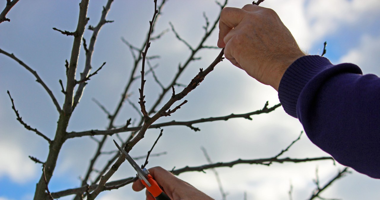 W styczniu przytnij w ogrodzie te rośliny. Latem będą się uginać od owoców