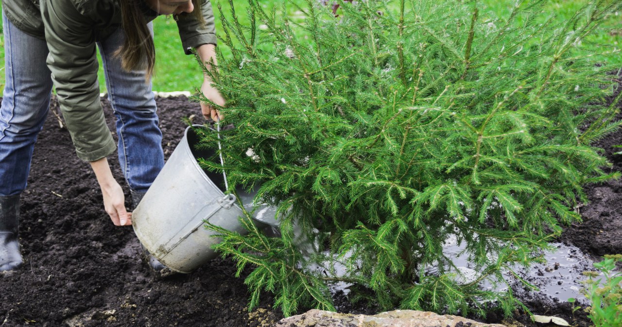 Iglaki po zimie wyglądają słabo? Nawożenie nie zawsze rozwiąże problem