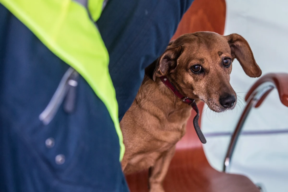 Zwierzęta uchodźców wojennych z Ukrainy znajdą specjalistyczną pomoc w klinice weterynarynej Uniwersytetu Przyrodniczego w Lublinie. Uczelnia podpisała w tej sprawie list intencyjny z marszałkiem województwa. W leczenie ukraińskich czworonogów angażuje się jednak już od tygodni - podaje portal lublin.nasze miasto.pl.