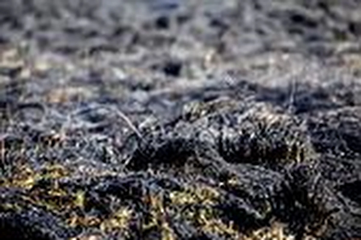 Przybywa strażackich interwencji związanych z wypalaniem traw w Śląskiem. Tylko w tym miesiącu strażacy mieli 1 300 takich akcji w regionie. W okolicach Żywca policjanci jednego dnia w ciągu kilku godzin ukarali mandatami trzy osoby, które podpaliły tam trawę.