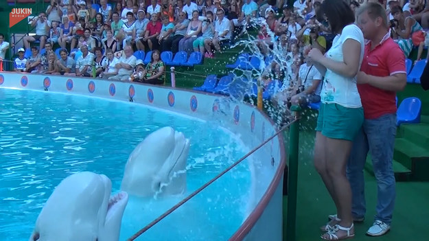 Podczas pokazu, jeden z delfinów wypluł strumień wody wprost na kobietę. 