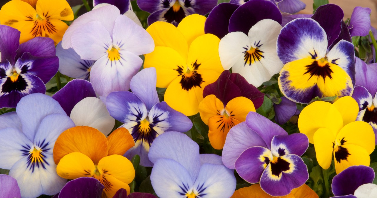 Dodaj do bratków wiosną. Kwiaty zyskają spektakularny kolor