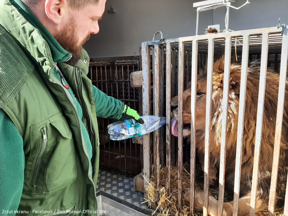 Już trzeci transport z pomocą, przygotowany przez Ogród Zoologiczny w Poznaniu dotarł do azylu pod Kijowem. Wśród darów była głównie karma dla zwierząt, żywność dla ich opiekunów oraz środki weterynaryjne. Pomoc rzeczowa to nie jedyne wsparcie. Bezpieczne schronienie w poznańskim zoo znalazły też zwierzęta, przywiezione z terenów ogarniętych wojną.