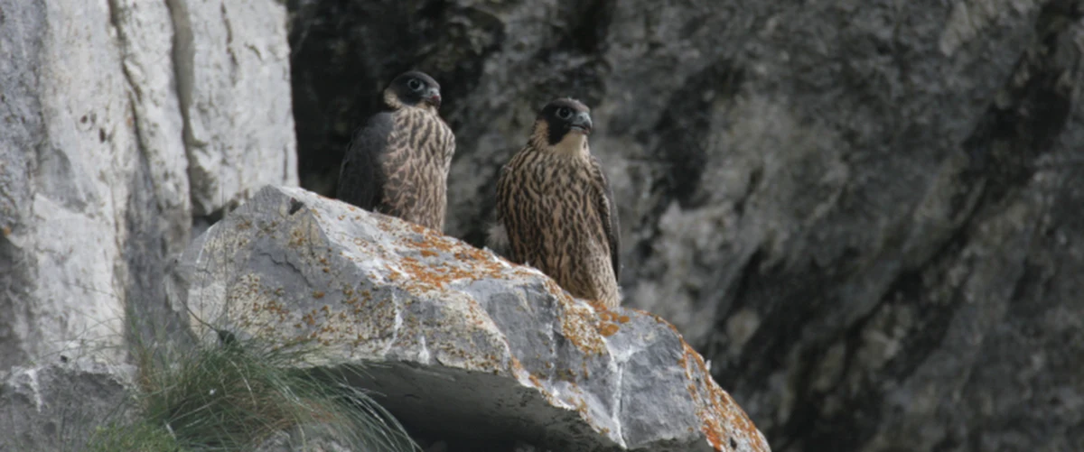 Sokoły wędrowne po raz kolejny postanowiły urodzić swoje młode na ścianach skalnych w rejonie Hali Gąsienicowej i Morskiego Oka. W związku z tym Tatrzański Park Narodowy zamknął drogi wspinaczkowe i linie zjazdów udostępnionych narciarzom ekstremalnym w obszarze Kościelca i Cubryny.