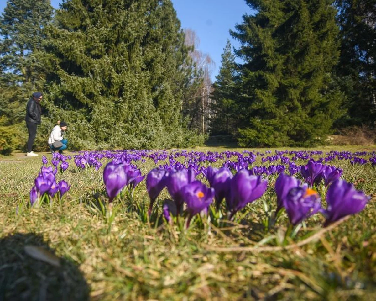 100 tysięcy krokusów kwitnie w Ogrodzie Botanicznym w Łodzi. Dzisiaj można je podziwiać jeszcze do godz. 17:00