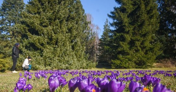 100 tysięcy krokusów kwitnie w Ogrodzie Botanicznym w Łodzi. Dzisiaj można je podziwiać jeszcze do godz. 17:00