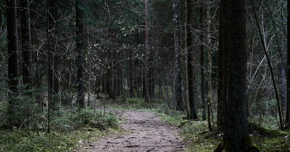 W niemal wszystkich leśnictwach Regionalnej Dyrekcji Lasów Państwowych w Olsztynie obowiązuje trzeci, najwyższy stopień zagrożenia pożarowego. Leśnicy rozpoczęli już całodobowe dyżury.

