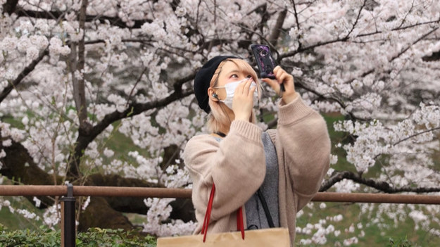 Jak co roku, Japończycy z utęsknieniem wyczekiwali wiosennego rozkwitu wiśni. Mieszkańcy Tokio ruszyli podziwiać śnieżnobiałe drzewa. W kraju zniesiono większość koronawirusowych restrykcji, ale władze nie zalecają organizowania tradycyjnych "hanami", czyli zwyczajowych pikników, organizowanych właśnie w okresie kwitnienia.