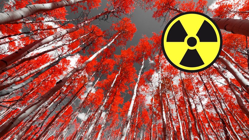 Bardzo niepokojące wieści dochodzą do nas z Czarnobyla. Rosjanie budują okopy w słynnym na cały świat Czerwonym Lesie, czyli na obszarze najbardziej skażonym promieniotwórczo po katastrofie jądrowej z 1986 roku. Czy mamy się czego obawiać?