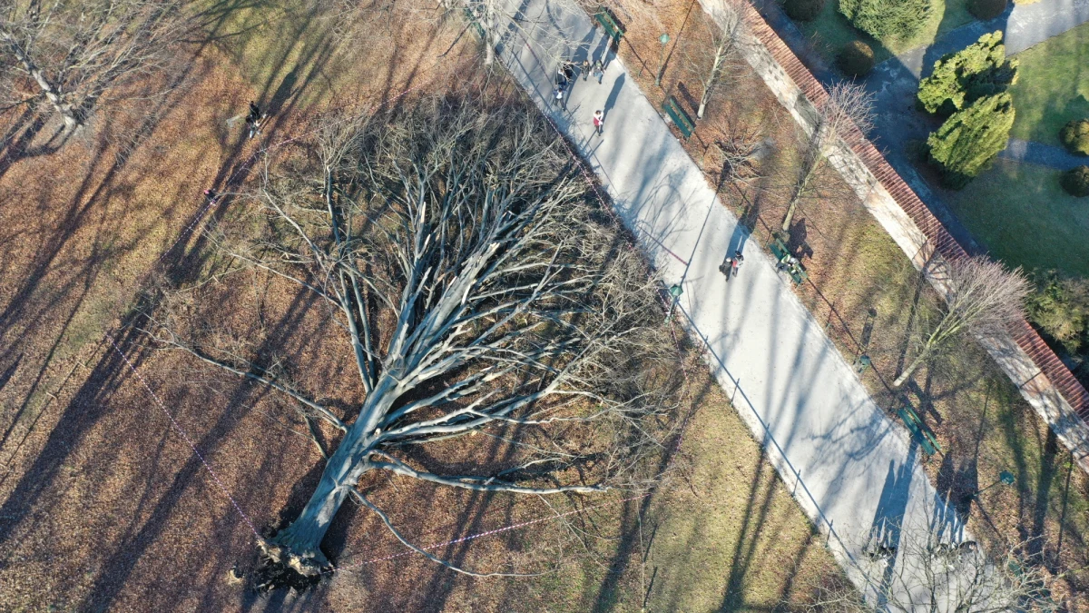 Wspaniały buk czerwonolistny powalony na krakowskich Plantach przez wichurę na razie pozostanie w tym samym miejscu. Małopolski konserwator zabytków proponuje, by pień drzewa przenieść w inne miejsce, Zarząd Zieleni Miejskiej czeka z decyzją aż radni przyjmą uchwałę, że nie jest to już pomnik przyrody.

