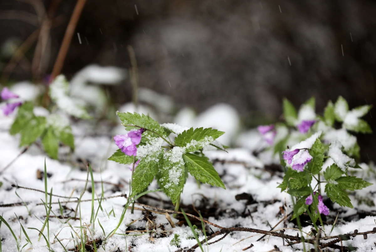 Wracają opady deszczu ze śniegiem i samego śniegu. Najwięcej białego puchu spadnie w czwartek i piątek na południu i południowym wschodzie kraju - ostrzega Instytut Meteorologii Gospodarki Wodnej. 