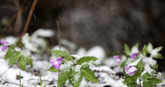 Wracają opady deszczu ze śniegiem i samego śniegu. Najwięcej białego puchu spadnie w czwartek i piątek na południu i południowym wschodzie kraju - ostrzega Instytut Meteorologii Gospodarki Wodnej. 