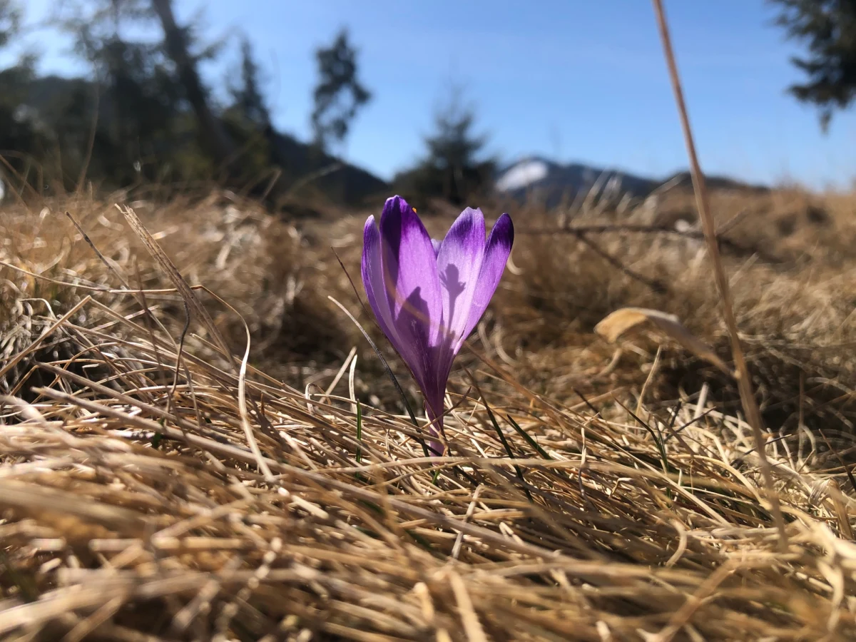 Na polanach pod Tatrami pojawiają się pierwsze, nieśmiałe jeszcze krokusy. Na ich prawdziwy wysyp, choćby na słynnej Polanie Chochołowskiej trzeba jednak jeszcze poczekać, tym bardziej, że prognozy przewidują spore opady śniegu.