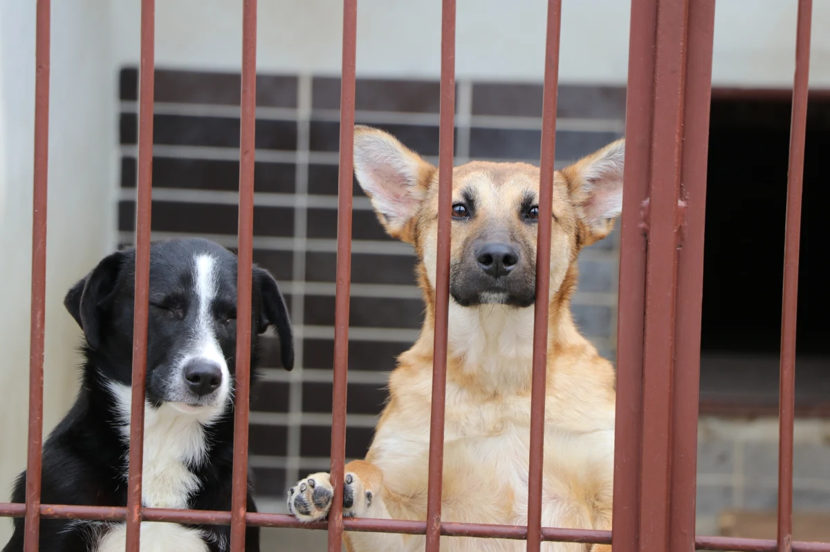 Do Krakowskiego schroniska dla bezdomnych zwierząt przy ulicy Rybnej trafia coraz więcej zwierząt z ogarniętej wojną Ukrainy. Często są to zwierzęta pochodzące z tamtejszych ewakuowanych schronisk, czasami to zwierzęta które zostawiają uchodźcy, którzy przyjechali do Polski, zostawiają oni swoje zwierzęta z różnych powodów, najczęściej nie są w stanie zabrać ich w dalszą podróż. Takie zwierzęta muszą przejść miesięczną kwarantannę i są umieszczone w odosobnionych boksach.