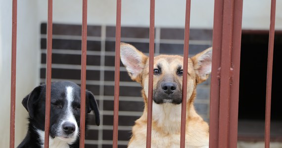 Do Krakowskiego schroniska dla bezdomnych zwierząt przy ulicy Rybnej trafia coraz więcej zwierząt z ogarniętej wojną Ukrainy. Często są to zwierzęta pochodzące z tamtejszych ewakuowanych schronisk, czasami to zwierzęta które zostawiają uchodźcy, którzy przyjechali do Polski, zostawiają oni swoje zwierzęta z różnych powodów, najczęściej nie są w stanie zabrać ich w dalszą podróż. Takie zwierzęta muszą przejść miesięczną kwarantannę i są umieszczone w odosobnionych boksach.