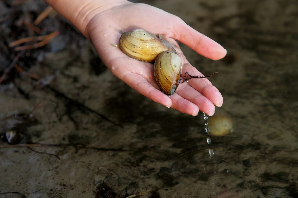 Po trzymiesięcznej pracy w Zakładzie Wodociągów i Kanalizacji w Łodzi do swojego naturalnego środowiska - jednego z jezior - wróciło 56 małży. Zastąpiła je kolejna brygada tych wrażliwych mięczaków, służących jako czujniki błyskawicznie wykrywające zmiany w składzie wody.