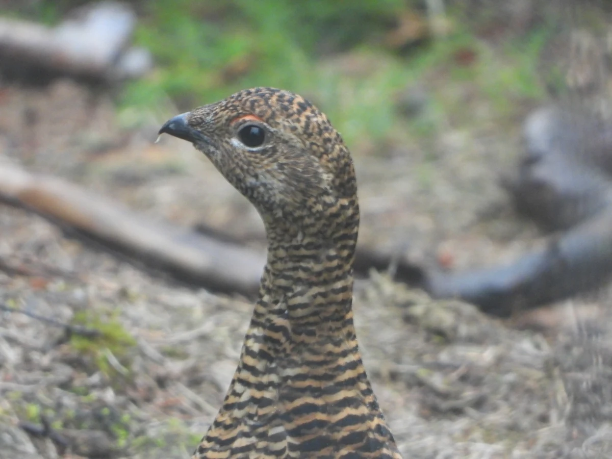 ​Od 1 kwietnia co najmniej do końca maja, zamknięte będą niektóre szlaki w Karkonoskim Parku Narodowym. Powód to ochrona cietrzewi i sokołów wędrownych. 