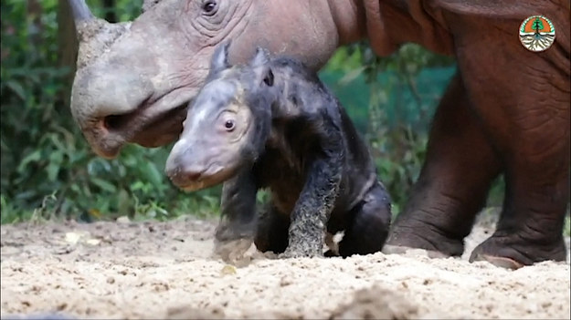 W Indonezji przyszło na świat niezwykle rzadkie zwierzę. Nosorożec sumatrzański, bo o nim mowa, to gatunek zamieszkujący Sumatrę. Na całym świecie jest ich jedynie około 80. Nosorożec jest klasyfikowany jako krytycznie zagrożony. Pracownicy Parku Narodowego Way Kambas pomogli młodej mamie wydać na świat piękną i zdrową dziewczynkę.