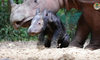 Narodziny rzadkiego ssaka. To niezwykły nosorożec