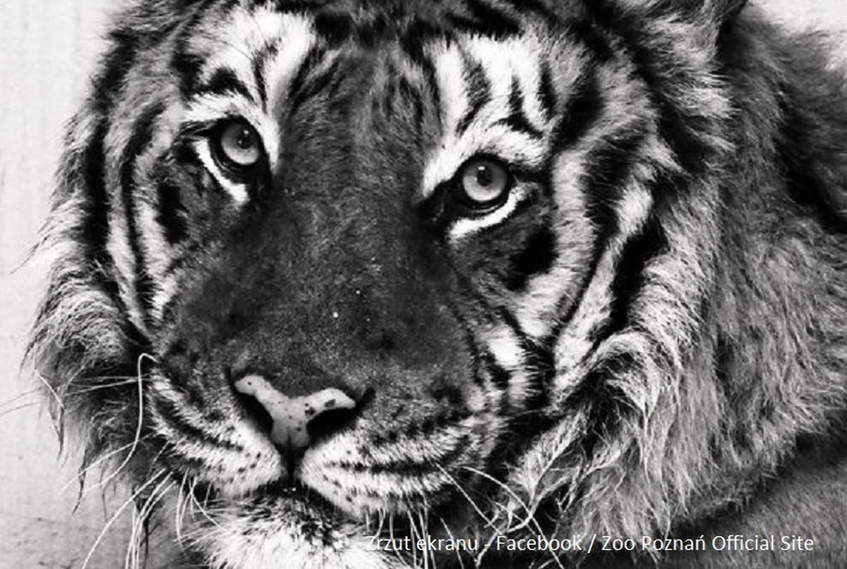 "​Żegnaj najdzielniejszy z dzielnych, Nieumarły Goghu" - poinformował w czwartek w mediach społecznościowych poznański ogród zoologiczny. Tygrys Gogh trafił do zoo w Poznaniu w 2019 roku, gdy transport zwierząt z Włoch do Rosji utknął z przyczyn formalnych na granicy polsko-białoruskiej.