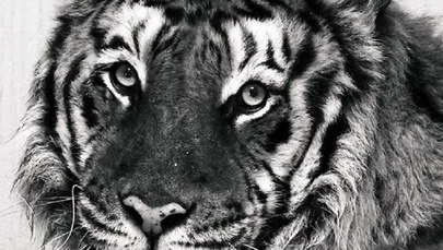 Nie żyje tygrys Gogh. Został uratowany w 2019 roku z transportu do Rosji