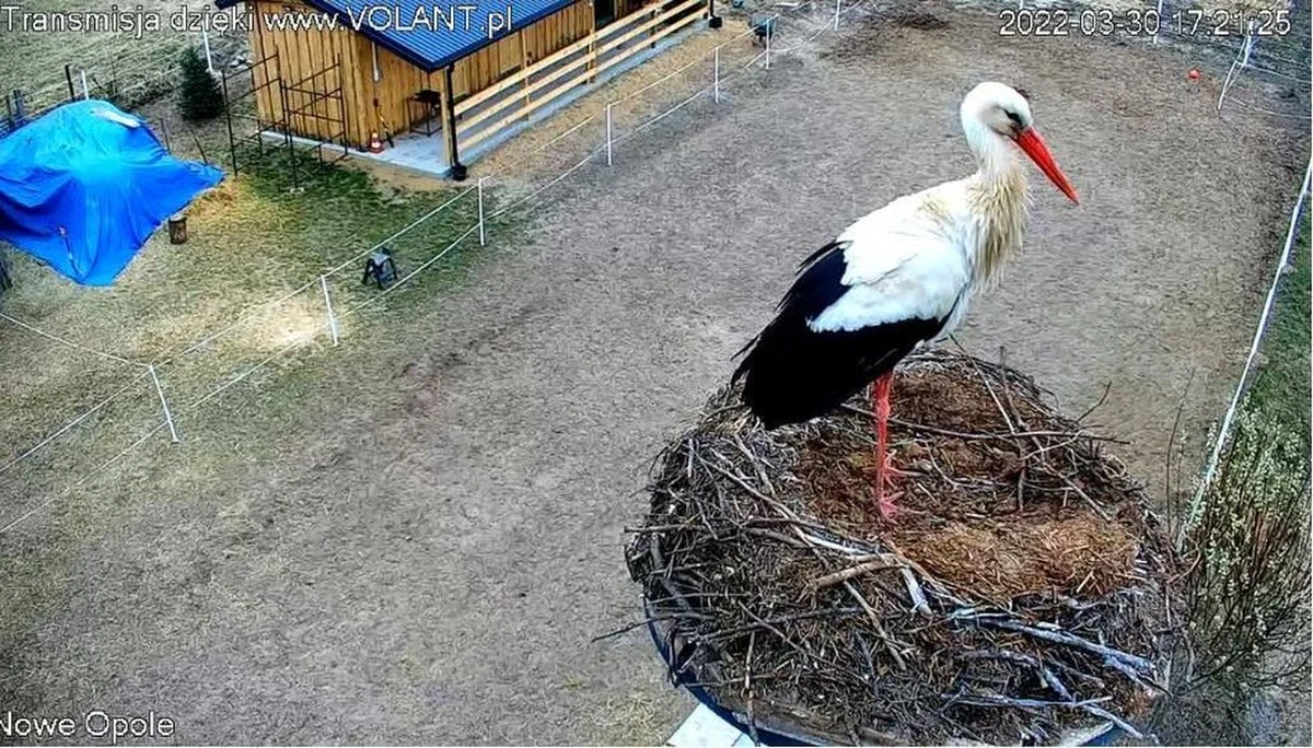 Dobre informacje z północy Mazowsza. Pomimo ochłodzenia i trudnych warunków pogodowych, pierwszy w tym roku bocian przyleciał do powiatu siedleckiego.

