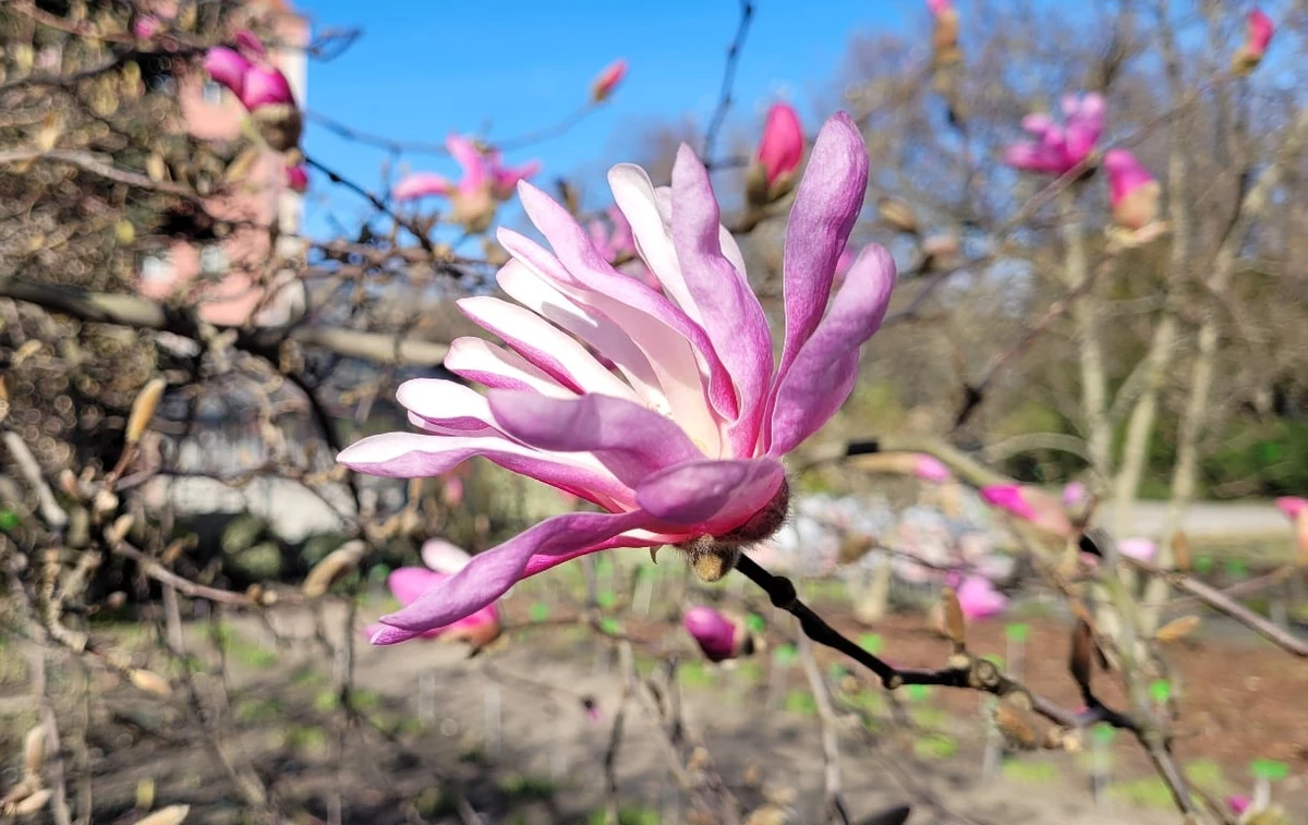 Po zimowej przerwie, we Wrocławiu otwarto Ogród Botaniczny Uniwersytetu Wrocławskiego. Jest tam kilkanaście tysięcy gatunków i odmian roślin. Niektóre z nich właśnie teraz kwitną.