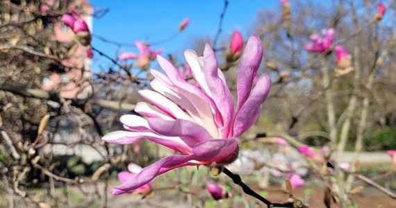 Po zimowej przerwie, we Wrocławiu otwarto Ogród Botaniczny Uniwersytetu Wrocławskiego. Jest tam kilkanaście tysięcy gatunków i odmian roślin. Niektóre z nich właśnie teraz kwitną.