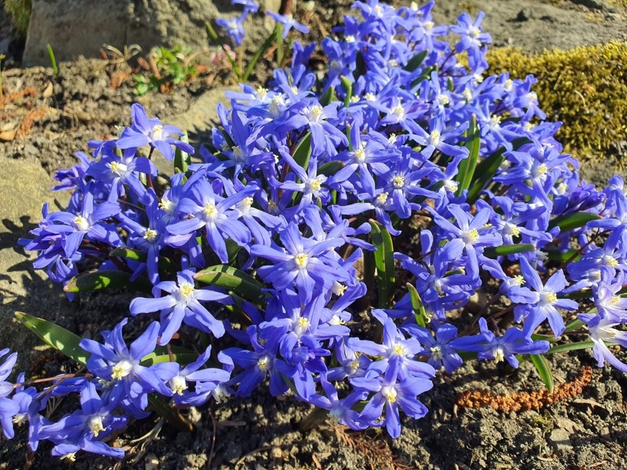 /Ogród Botaniczny Uniwersytetu Wrocławskiego /Facebook