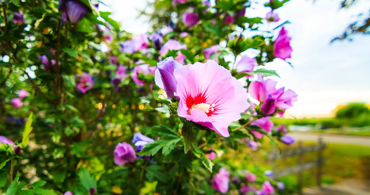  Ten nawóz do hibiskusa sprawi, że hibiskus zakwitnie jak nigdy