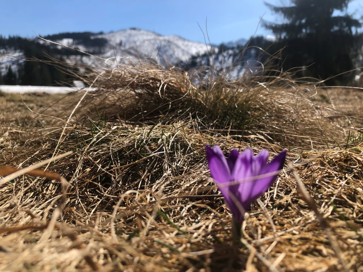 W weekend w Tatry ruszą "Krokusowe patrole". Wolontariusze będą pilnować, by te delikatne, wiosenne kwiaty nie padły ofiarą własnego uroku i nie zostały zadeptane przez żądnych wrażeń turystów.

