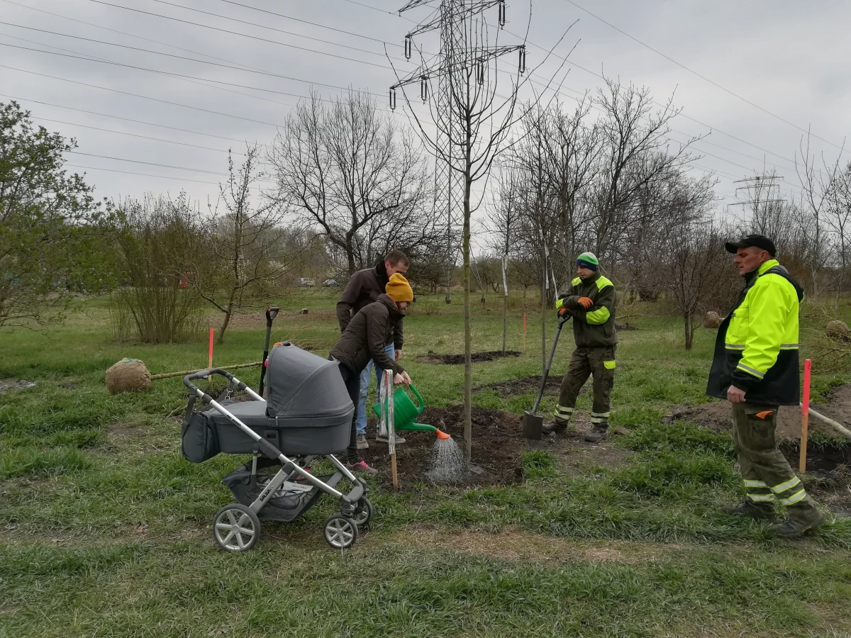 Trwają zapisy do wiosennej edycji akcji "WROśnij we WROcław". Zgłaszać mogą się rodziny najmłodszych wrocławian. Sadząc drzewo na skwerze czy w parku, mogą uczcić pojawienie się na świecie swojego dziecka. Tym razem do posadzenia jest 300 drzew.