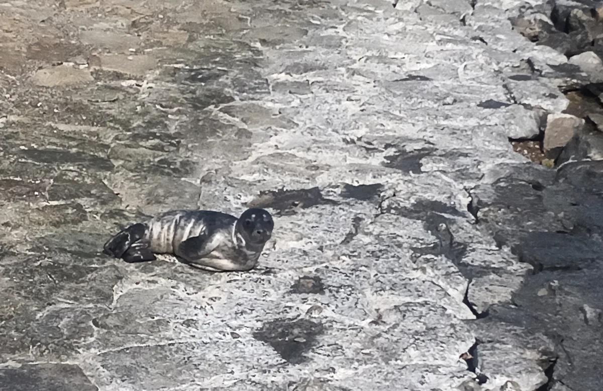 Młodemu samcowi foki szarej znalezionemu w Gdyni pomogli funkcjonariusze Straży Granicznej. Zwierzę wydostało się z wody na końcu Skweru Kościuszki. Trafiło na rehabilitację do Helu.