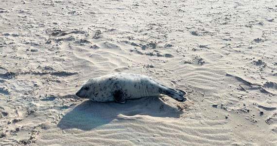 Mała foczka została znaleziona na plaży w Świnoujściu. Miesięczne szczenię potrzebowało pomocy, okazało się ranne w płetwę. Sopel, bo tak foczka dostała na imię, trafił na rehabilitację do ośrodka na Helu.