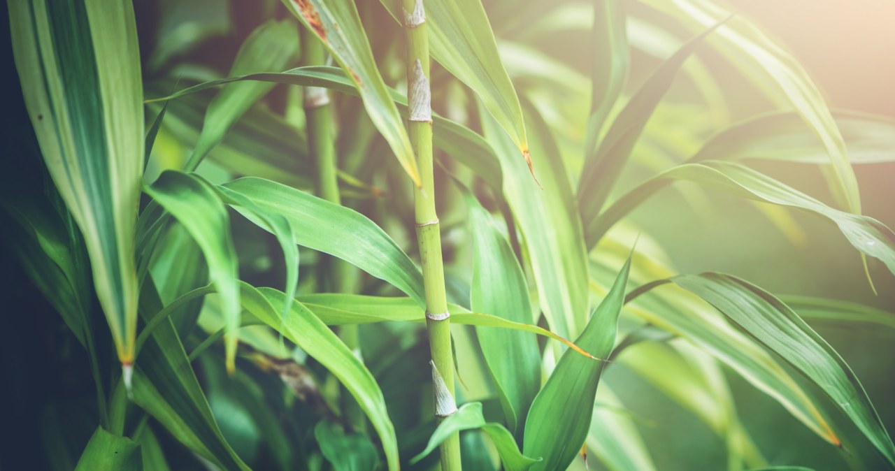 Dracena Sandera w doniczce: Jak pielgnowa? - Kobieta w INTERIA.PL