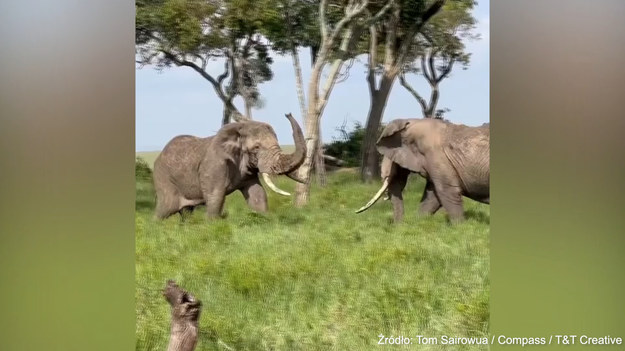 Słonie to potężne zwierzęta. Widać to choćby na powyższym nagraniu. Dwa dorosłe samce postanowiły sprawdzić się w szybkich zapasach. Widok robi wrażenie.