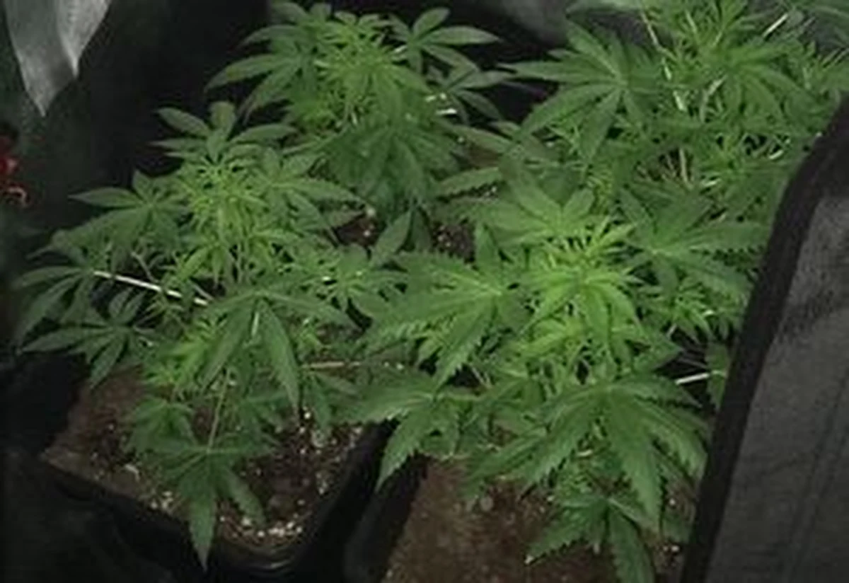 Dwie plantacje konopi indyjskich zlikwidowali policjanci, którzy na Dolnym Śląsku rozbili grupę przestępczą związana ze środowiskiem pseudokibiców. Zatrzymano pięć osób, w tym szefa gangu. Funkcjonariusze zabezpieczyli ponad 2,5 kg gotowych narkotyków, kilkadziesiąt opakowań sterydów anabolicznych, trzy sztuki broni i amunicję.

