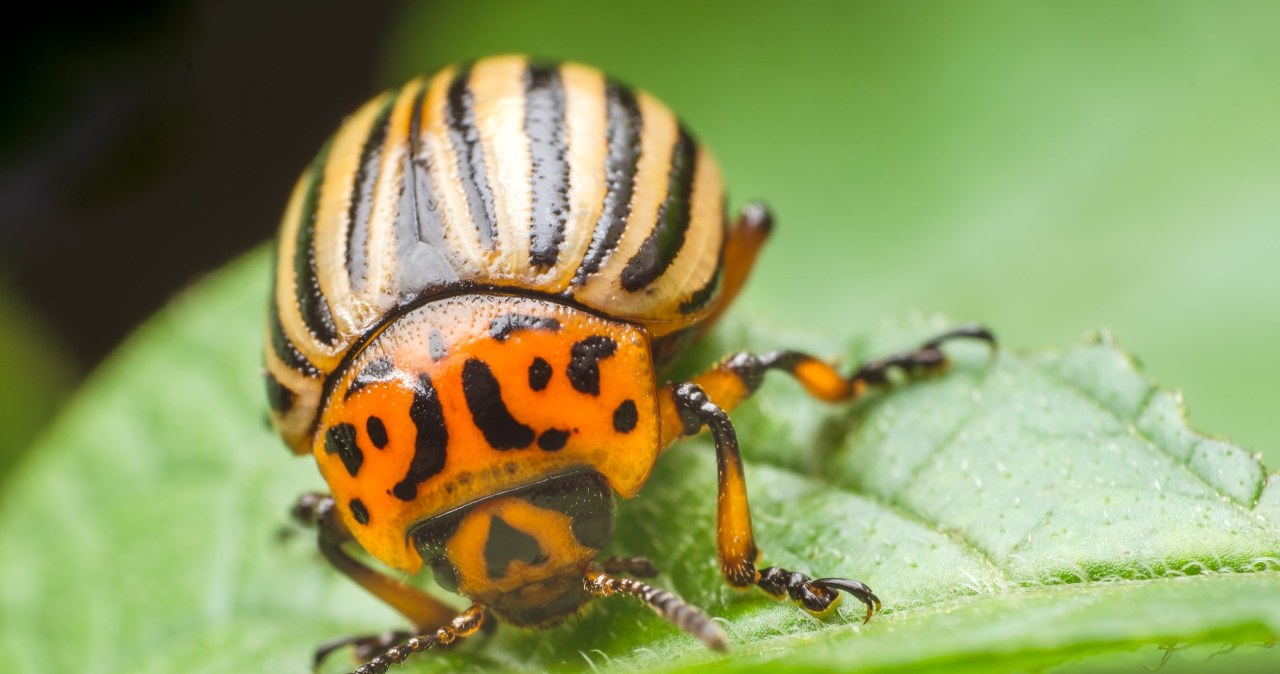 Naturalny wróg stonki. Posadź, a ziemniaki nie będą celem ataku