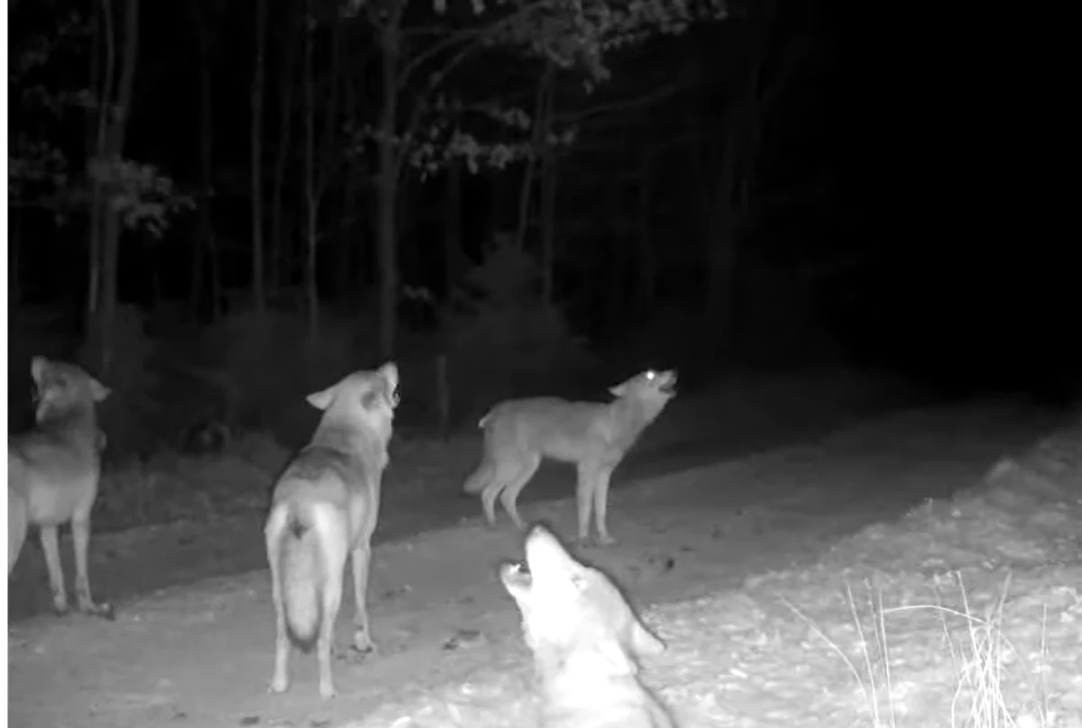 Wyjątkowe nagranie opublikowane zostało na profilu na Facebooku Nadleśnictwa Kolbudy (woj. pomorskie). Widać na nim stado wyjących wilków.