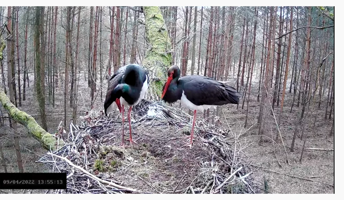Ponownie można oglądać transmisję online w internecie z gniazda Florentino - bociana czarnego żyjącego w jednym z lasów na terenie woj. łódzkiego. Objęty w Polsce ścisłą ochroną ptak wrócił do niego po zimowym pobycie w Afryce.