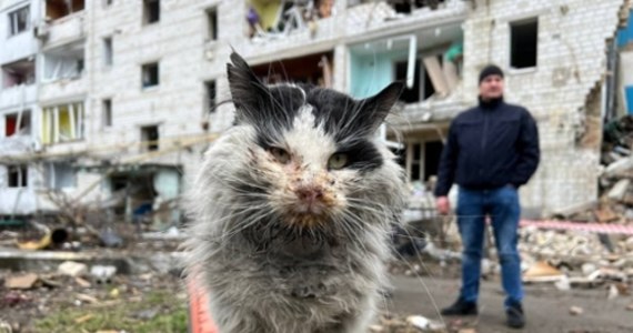 Doradca ukraińskiego ministra spraw wewnętrznych Anton Heraszczenko podzielił się na Twitterze optymistycznie zakończoną historią czarno-białego kota, którego uratowano spod gruzów w zrujnowanej przez Rosjan Borodziance w obwodzie kijowskim. Jak poinformował, zwierzę zamieszkało w ukraińskim resorcie spraw wewnętrznych. 