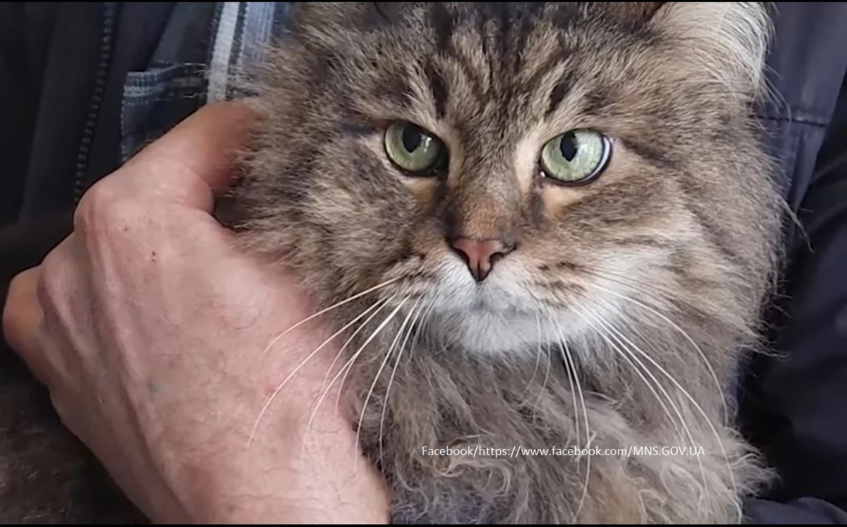 Po dwóch tygodniach ukraińskim ratownikom udało się wydostać spod gruzów wielopiętrowego budynku w Charkowie kota – poinformowała w niedzielę ukraińska Państwowa Służba ds. Sytuacji Nadzwyczajnych na Telegramie.
