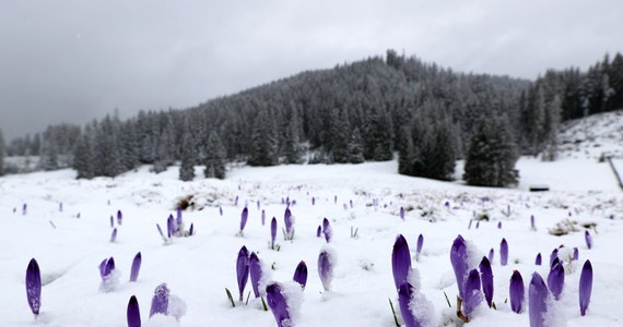Wiosna to czas, kiedy w rejonie Doliny Chochołowskiej można podziwiać kwitnące krokusy. W tym roku ten tradycyjny wiosenny krajobraz zmieniły powracające opady śniegu.