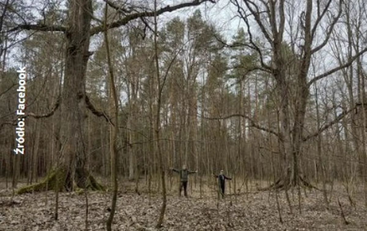 Sześć drzew, w tym dwie lipy i dąb, zostały ustanowione przez radę miasta i gminy Cieszanów pomnikami przyrody w lasach Nadleśnictwa Narol. Wniosek w tej sprawie został złożony przez miejscowych leśników.