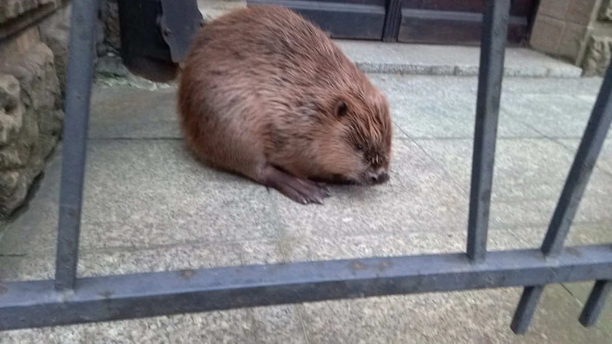 Nowy tydzień strażnicy miejscy w Krakowie rozpoczęli nietypową interwencją. Po jednej z ulic centrum miasta spacerował… bóbr. „Pan się zastanowi jeszcze raz. Czy nie lepiej było w las?!” – pisze Straż Miejska na swoim facebookowym profilu, załączając zdjęcie bobra.